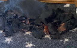 Dachshund dogs for sale: Smooth hair Dachshund puppies  - Image 13