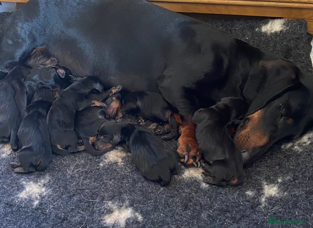 Dachshund dogs for sale: Smooth hair Dachshund puppies  - Image 13