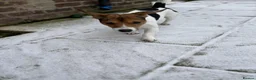 Jack Russell dogs for sale: Todd a Very energetic 1 year old Jack Russell  - Advert 5