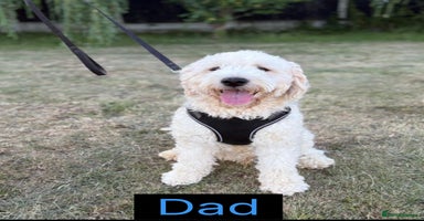 Goldendoodle dogs - Advert 3
