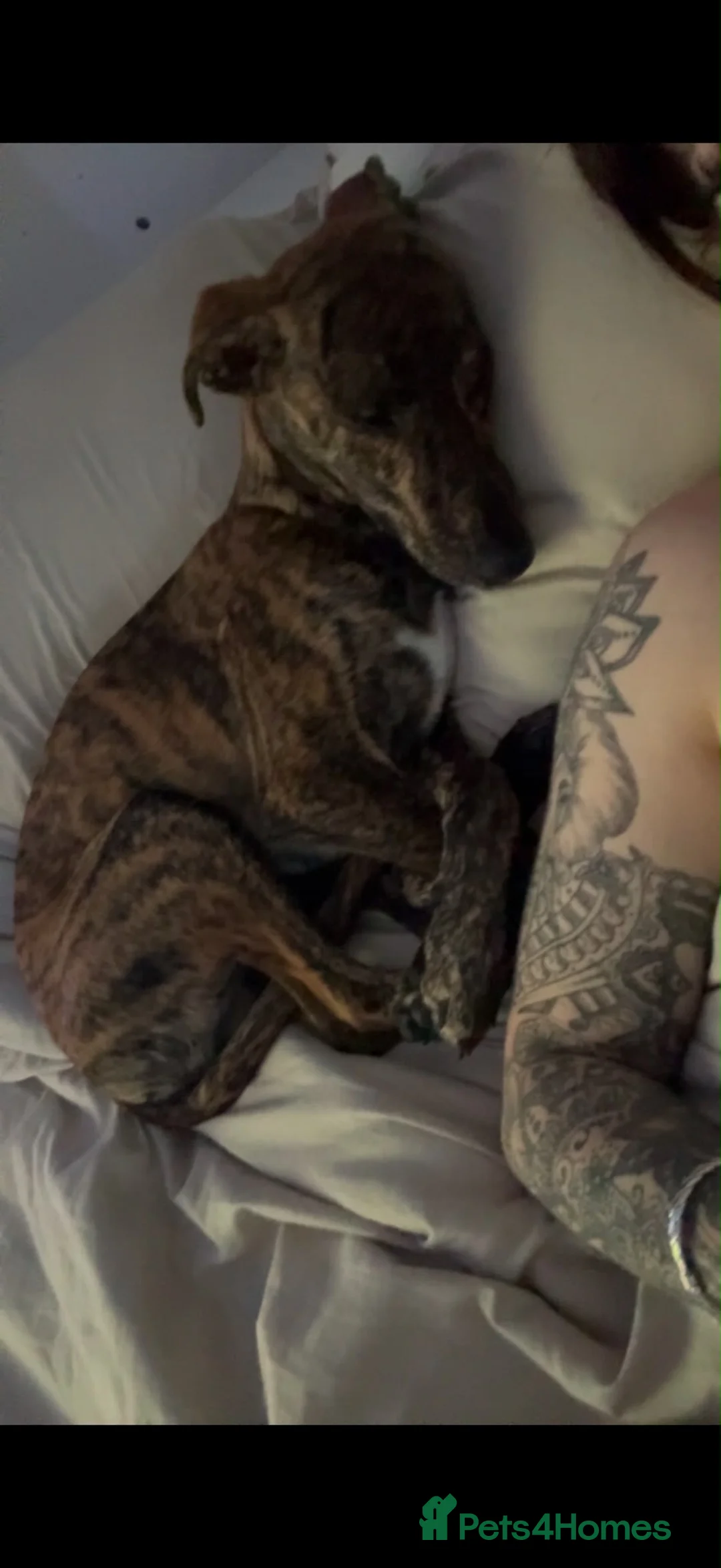Whippet dogs for sale: Whippet  - Advert 2