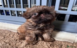 Shih Tzu dogs for sale: Stunning KC chocolate imperial Shihtzu puppies - Image 28