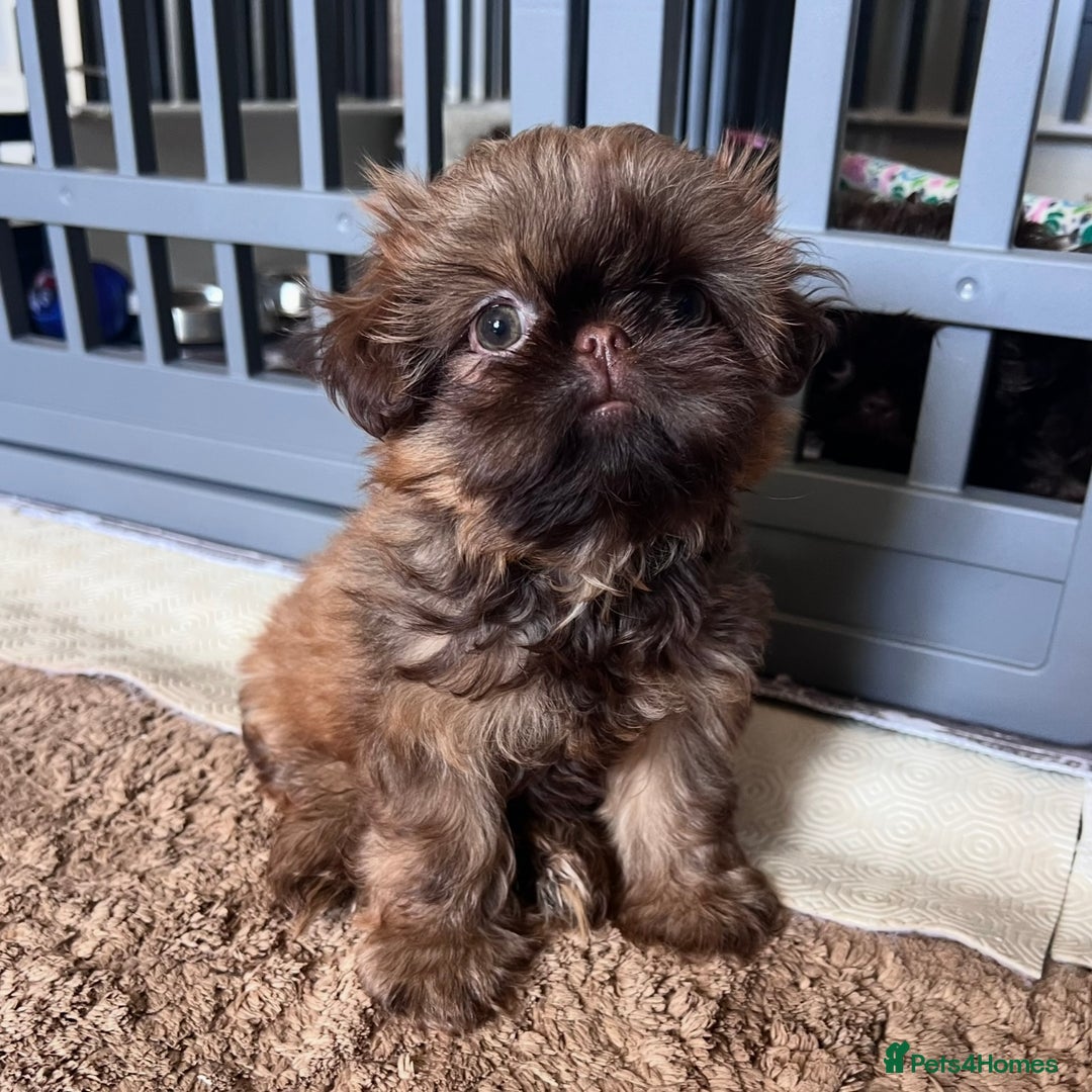 Shih Tzu dogs for sale: Stunning KC chocolate imperial Shihtzu puppies - Image 28