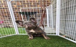 French Bulldog dogs for sale: One male fluffy frenchie kc - Image 1