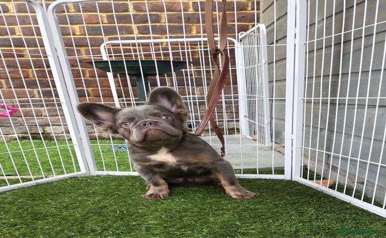 French Bulldog dogs - Advert 14