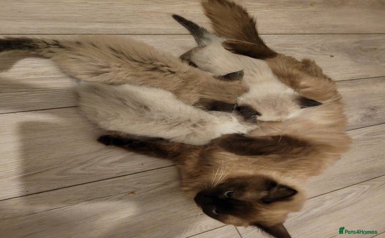 Ragdoll cats Super cute Ragdoll Kittens, Mink Seal Point  - Advert 1