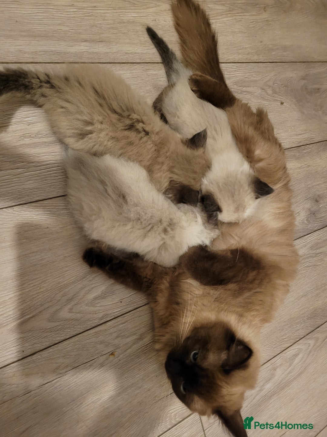 Ragdoll cats for sale: Super cute Ragdoll Kittens, Mink Seal Point  - Advert 1