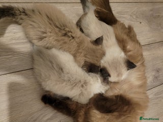 Ragdoll cats Super cute Ragdoll Kittens, Mink Seal Point - Advert 2