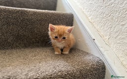 Persian cats for sale: Stunning half Exotic Persian kittens for sale.  - Image 4