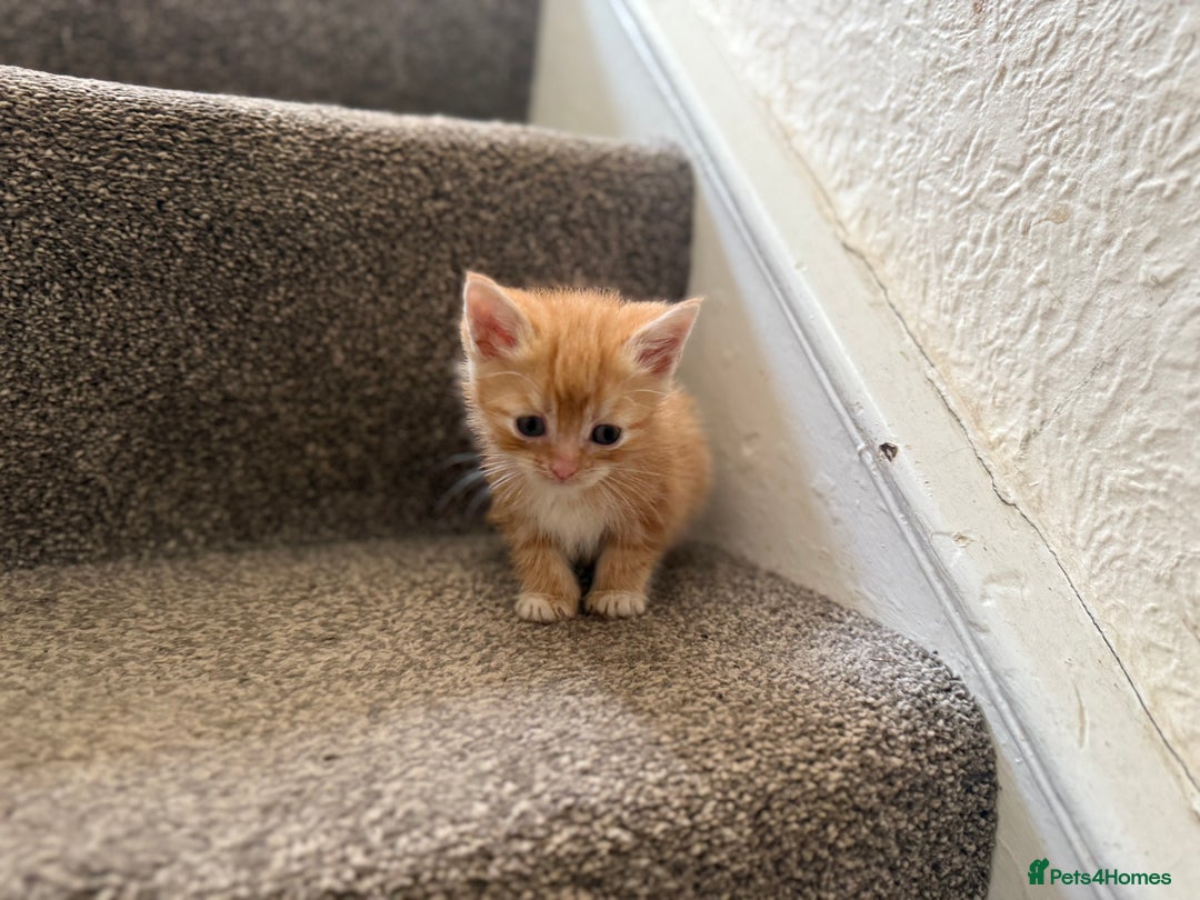 Persian cats for sale: Stunning half Exotic Persian kittens for sale.  - Image 4