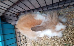 Mini Lion Lop rabbits for sale: 3 boys 1 girl mini lion lop - Image 17