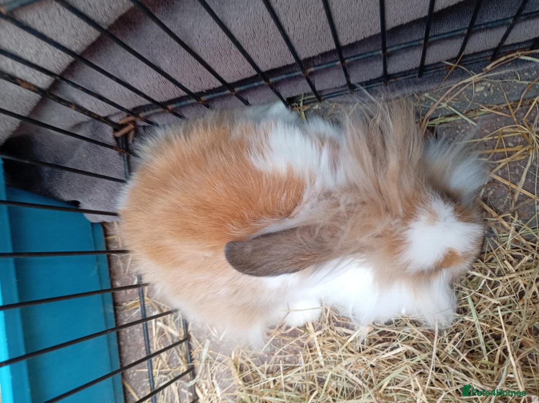 Mini Lion Lop rabbits for sale: 3 boys 1 girl mini lion lop - Image 17