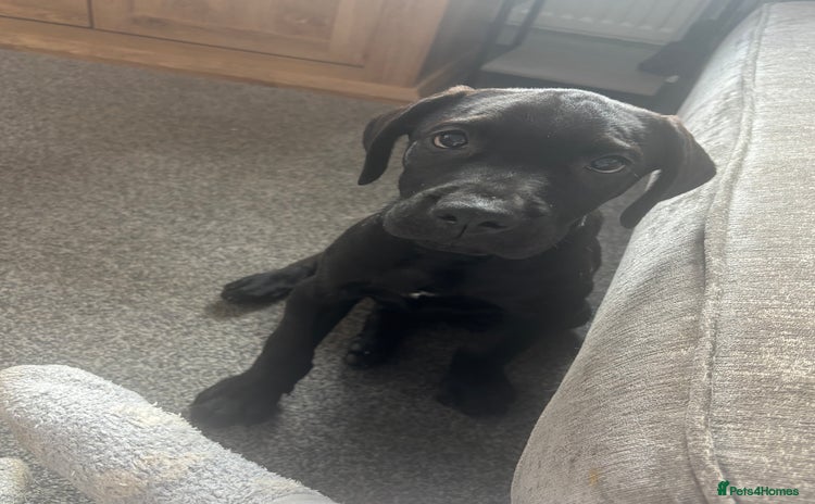 Presa Canario dogs - Advert 1