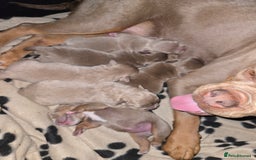 Olde English Bulldogge dogs for sale: Old english bulldoggee mammots - Image 3