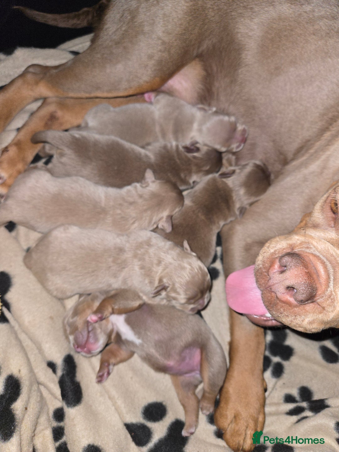 Olde English Bulldogge dogs for sale: Old english bulldoggee mammots - Image 3