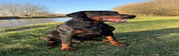 Dobermann dogs for sale: KC REGISTERED DOBERMAN PUPS - Advert 3