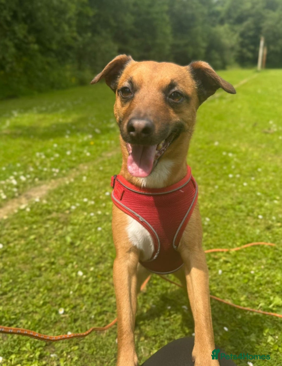 Mixed Breed dogs for sale: Miller - Advert 4