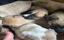 Mixed Breed dogs for sale: belgian malinois - Image 4