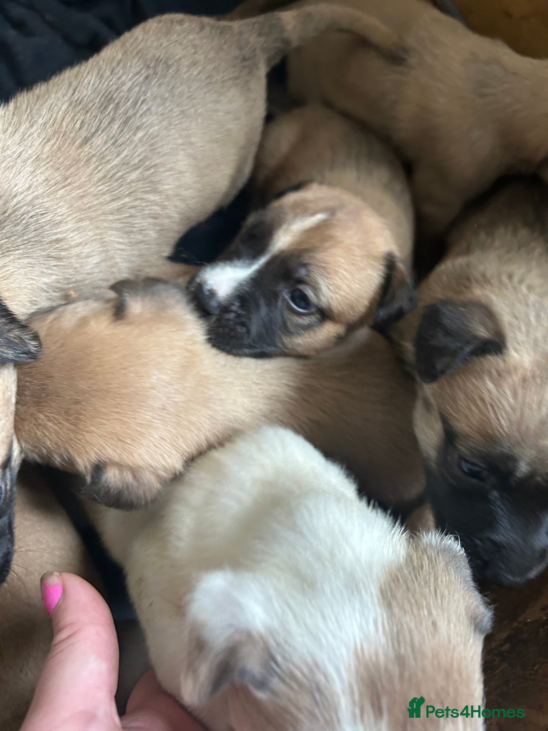 Mixed Breed dogs for sale: belgian malinois - Image 4