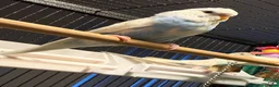 Budgerigars birds for sale: young  budgies available  Wa7  area   - Advert 8