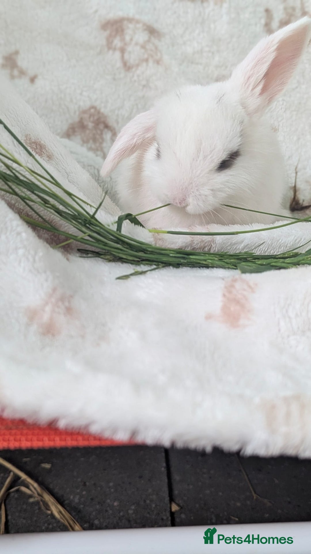 Mini Lop rabbits for sale: Mini lops  - Image 4