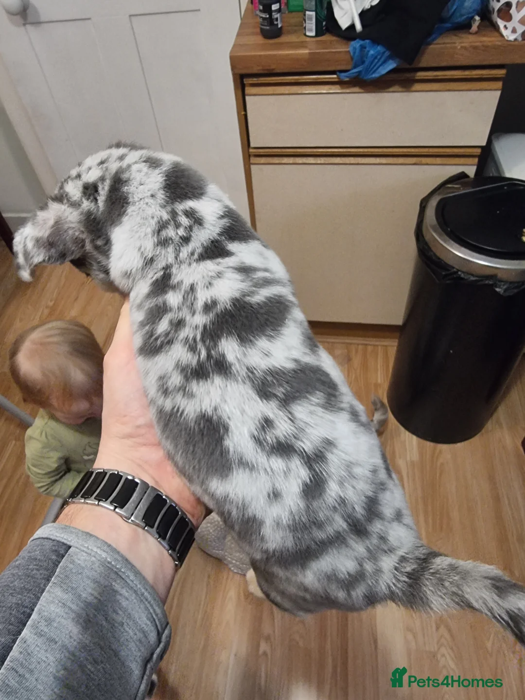 Chihuahua dogs for sale: Merle chihuahua 2 x boy puppy puppies  - Advert 2