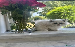 Ragdoll cats for sale: Chunky Kittens Available  - Image 4