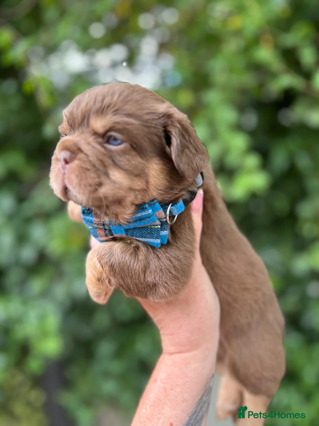 French Bulldog dogs for sale: BEAUTIFUL FLUFFY FRENCH BULLDOG PUPPIES - Advert 1