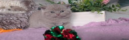 British Shorthair cats for sale: Outstanding lilac British Shorthair boys - Advert 5
