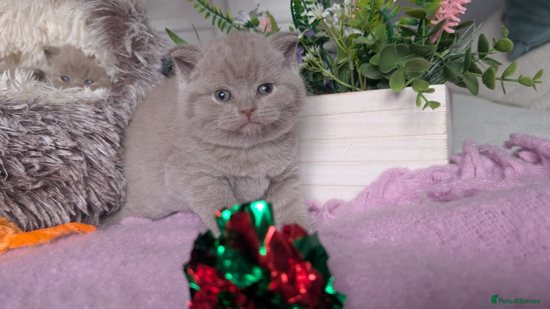 British Shorthair cats for sale: Outstanding lilac British Shorthair boys - Advert 5