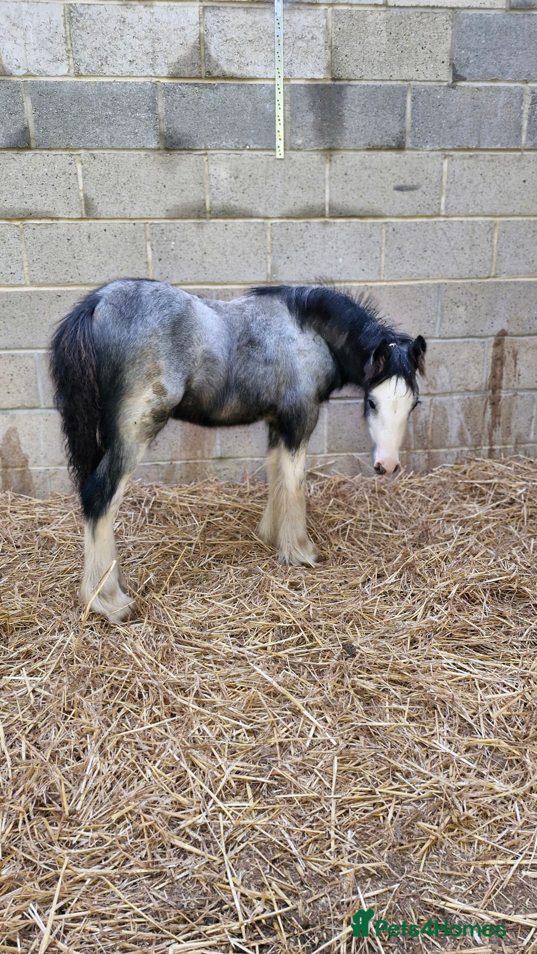Irish Cob horses for sale: Stunning Blue Blagdon colt 6 months to make 13hh - Advert 3