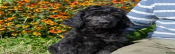 Goldendoodle dogs for sale: F1 Standard Goldendoodle Boy Ready Now  - Advert 5