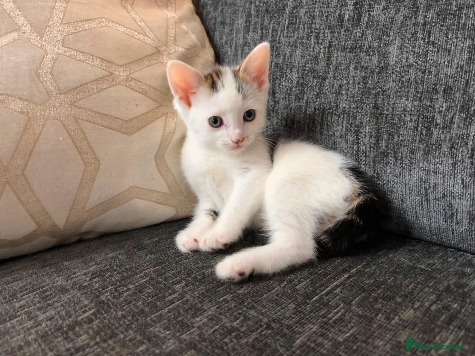 Domestic Shorthair cats Beautiful kittens ready for their forever homes 🩷 - Advert 10