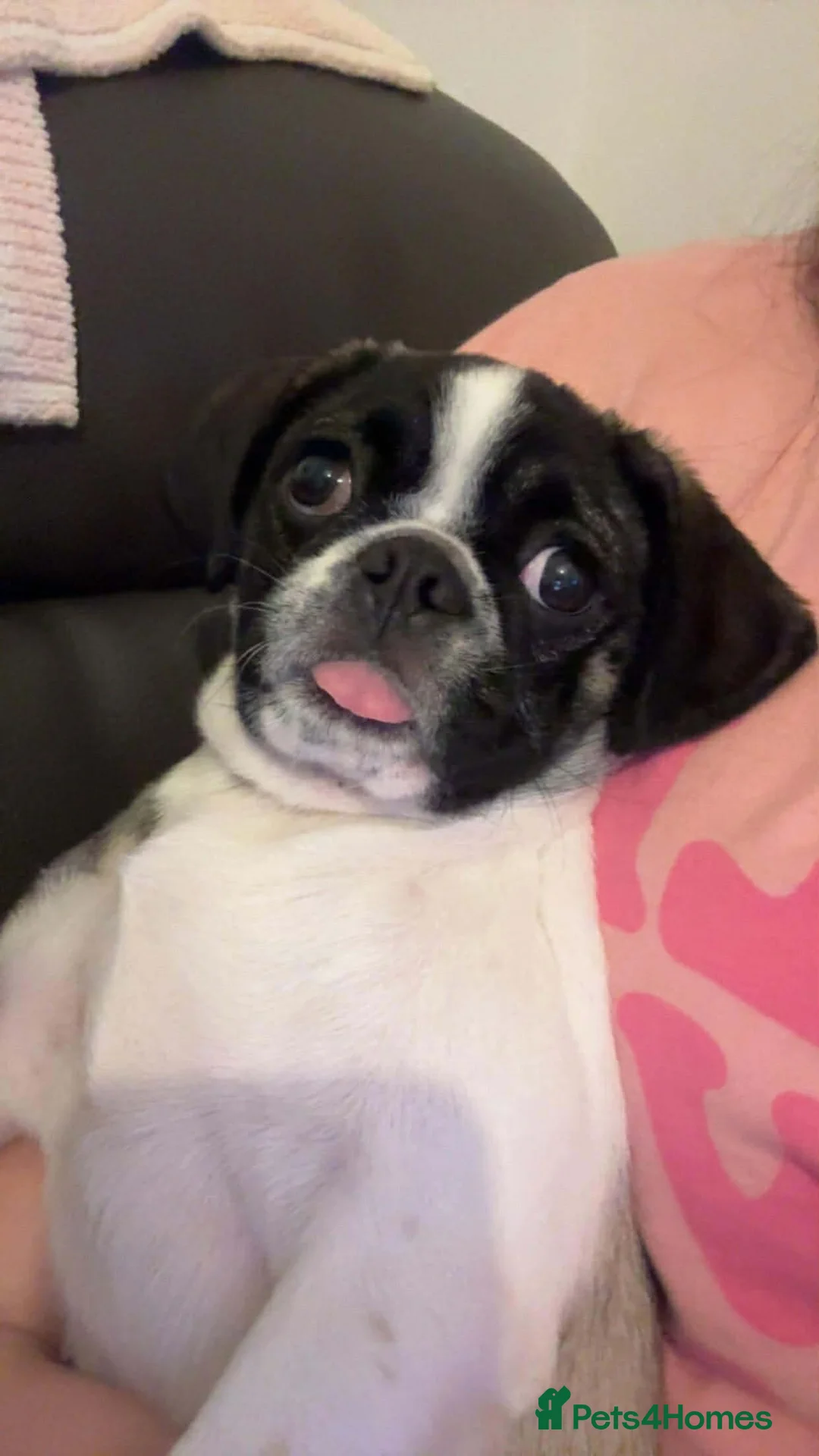 Mixed Breed dogs for sale: pugalier in Heanor - Advert 7