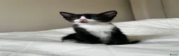 Mixed Breed cats for sale: Kittens - Advert 23