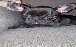 French Bulldog dogs for sale: 3 beautiful french bulldogs  - Image 4