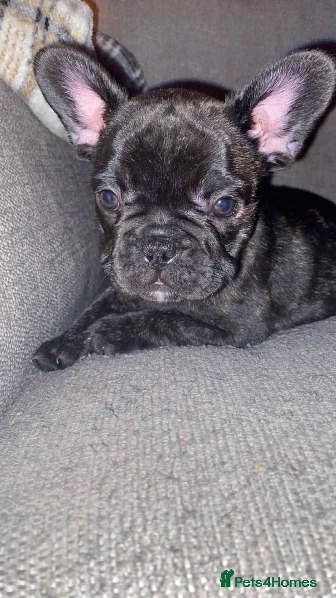 French Bulldog dogs for sale: 3 beautiful french bulldogs  - Image 4