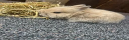 Mixed Breed rabbits for sale: Baby bunnies  - Advert 27