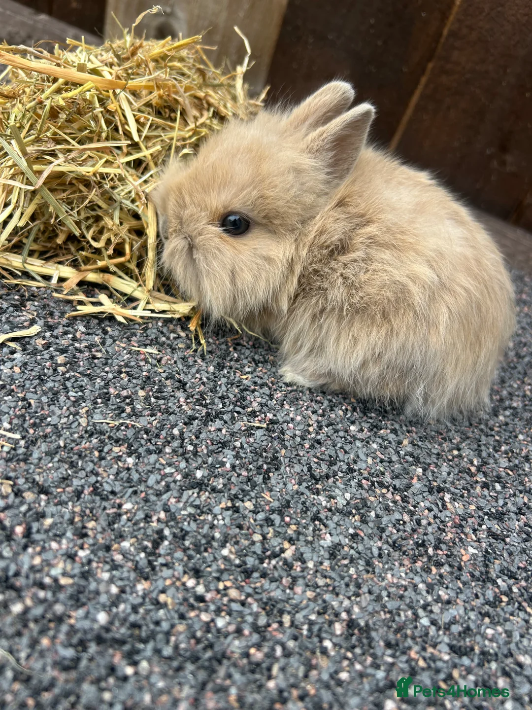 Mixed Breed rabbits for sale: Baby bunnies  - Advert 27