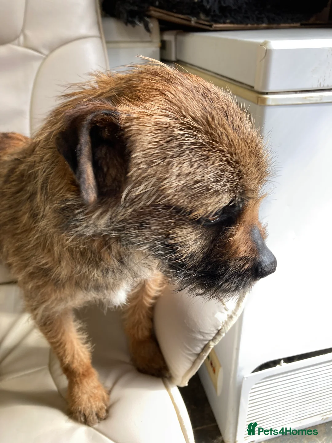 Border Terrier dogs for stud: MEET BODIE  in Maidstone - Advert 12