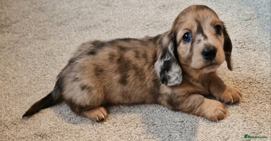 Miniature Dachshund dogs - Advert 5