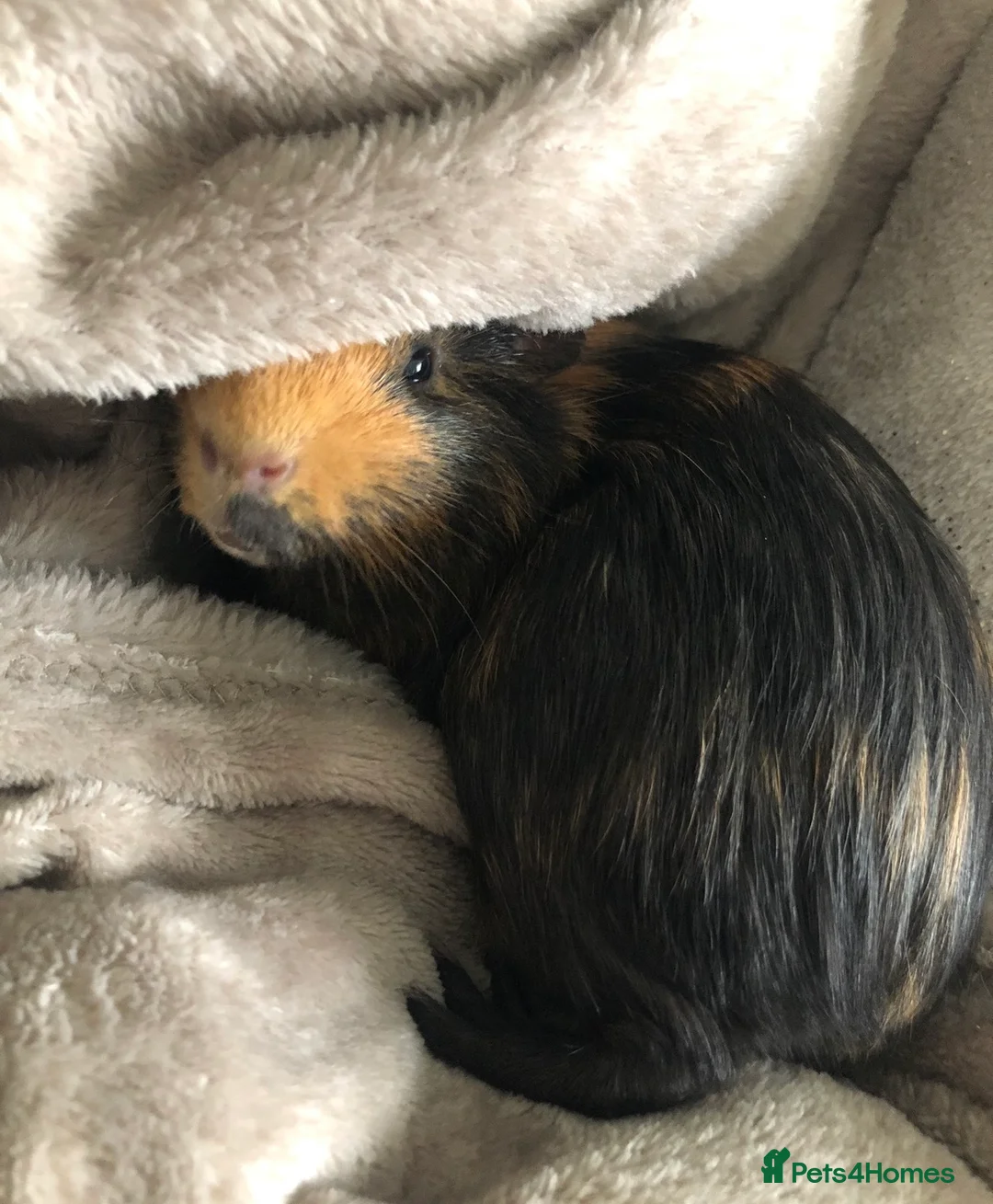 Guinea Pig rodents for sale: Lovey is looking for a new best friend  in Cranbrook - Advert 2