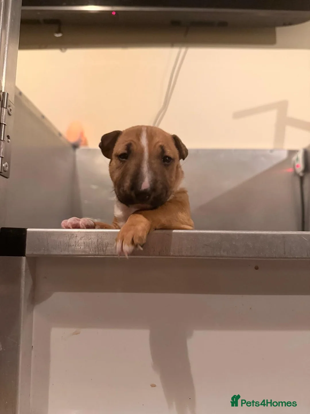 Miniature Bull terrier dogs for sale: Miniature Bull Terrier  - Advert 2