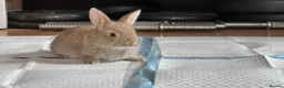 Mixed Breed rabbits for sale: Beautiful hand-reared bunnies.  - Advert 6