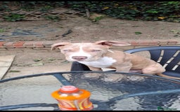 Mixed Breed dogs for sale: Tyson - Image 1