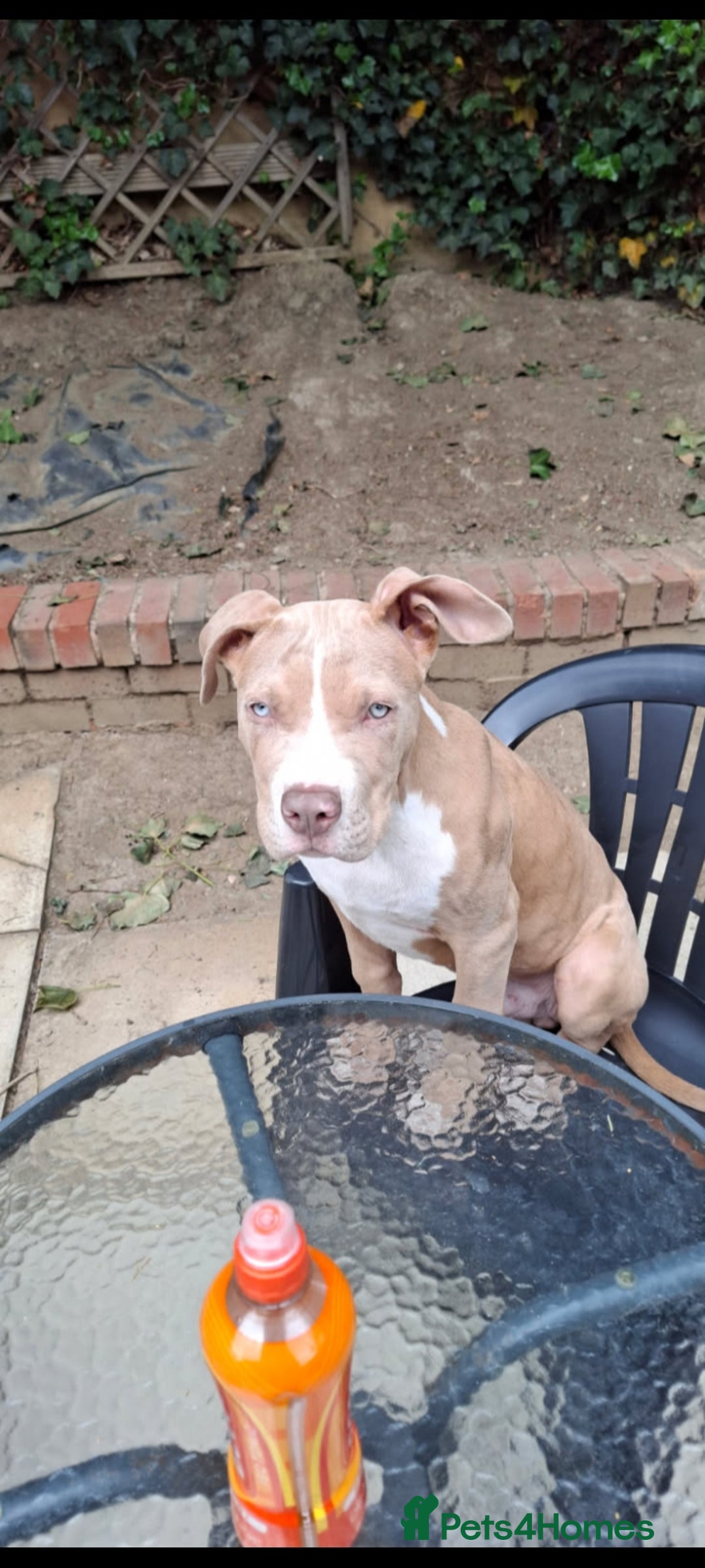 Mixed Breed dogs for sale: Tyson - Image 1