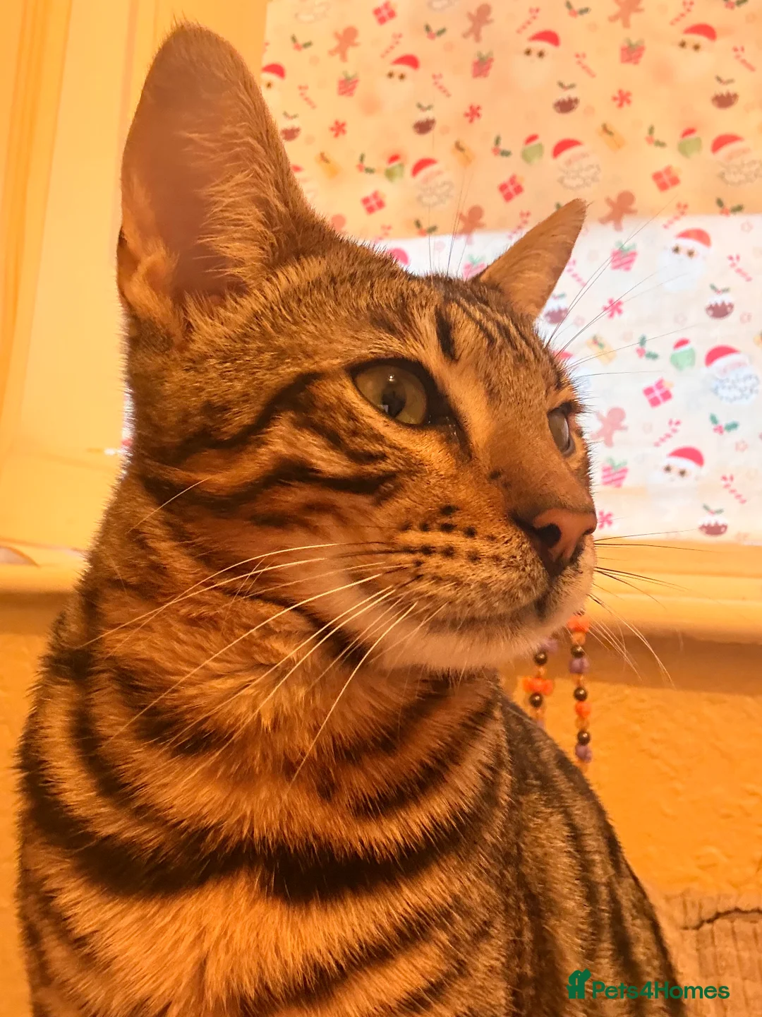 Bengal cats for sale: Male Bengal kitten - Advert 3