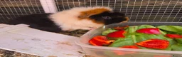Guinea Pig rodents for sale: X2 boars for sale with option of hutch and/or cage in Stevenage - Advert 2