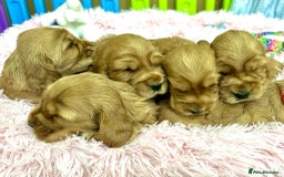 Cocker Spaniel dogs for sale: Top Quality KC Show Cockers FN PRCD-PRA CLEAR - Image 22