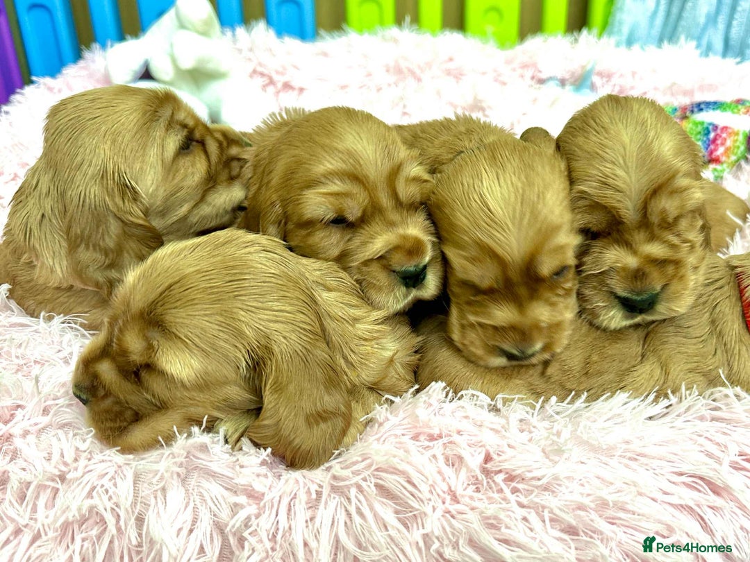 Cocker Spaniel dogs for sale: Top Quality KC Show Cockers FN PRCD-PRA CLEAR - Image 22